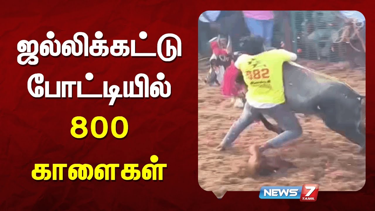ஜல்லிக்கட்டு போட்டியில் 800 காளைகள் | NEWS7 தமிழ்