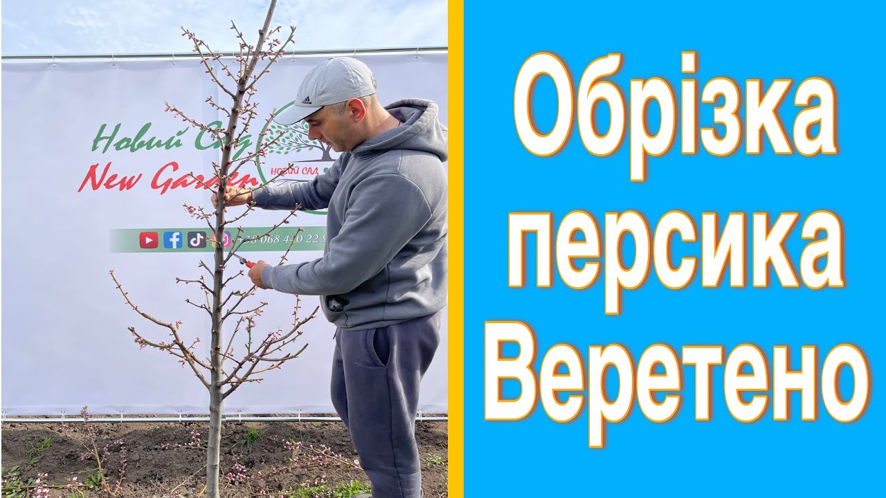 Обрізка персика 3 роки. Обрізка персика веретено. Обрізка персика весною. Детальна обрізка персика.