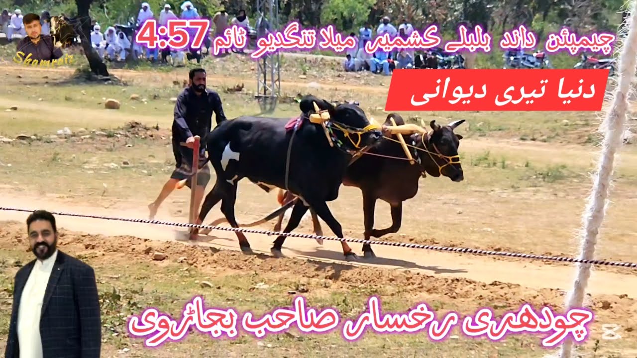 Dand champion bulbuly kashmir  | mela tangdew 2025 | wah dand wah
