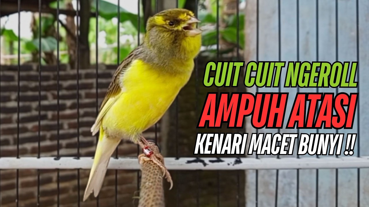 SUARA Kenari GACOR PANJANG Pancingan & masteran Kenari Paud AGAR gacor AMPUH Kenari MACET bunyii