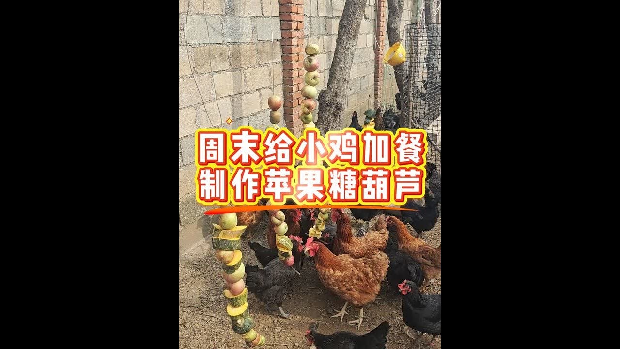 周末给小鸡们加班，苹果南瓜糖葫芦👍🏻👍🏻 #农村土鸡蛋 #生态散养土鸡 #返乡创业青年 @DOU+上热门  #养鸡小妙招 青岛黄岛开发区唐岛湾附近 散养土鸡土鸡蛋🥚