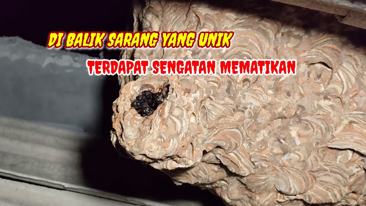 SARANG TAWON NDAS/TAWON VESPA AFFINIS YANG SANGAT UNIK  @JAY TAWON