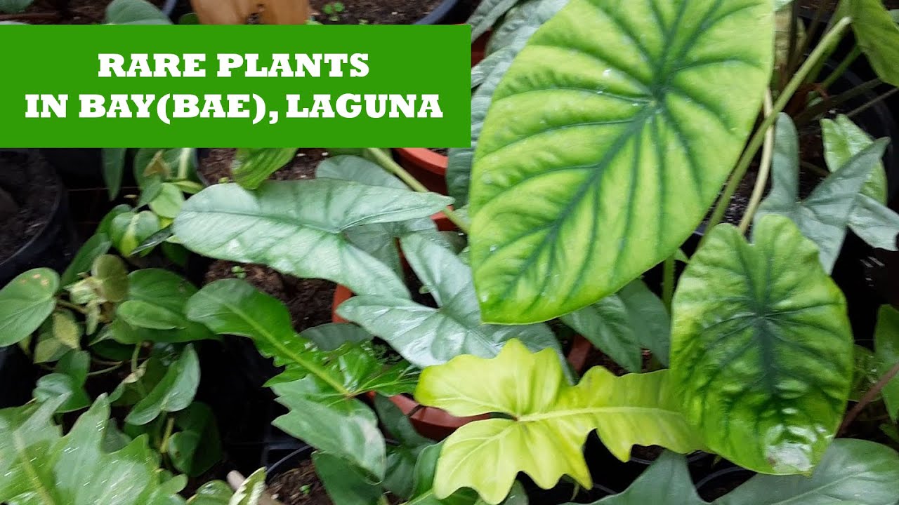 Rare Plants in Bay (Bae), Laguna