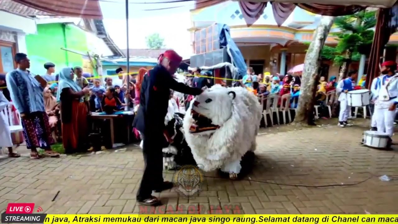 ASMR MACAN JAVA ❗❗ HEBOH TARIAN BARONGSAI ACARA KHITANAN  DRUMBAND KHITANAN DAN DRUMBAND AL AZHAR