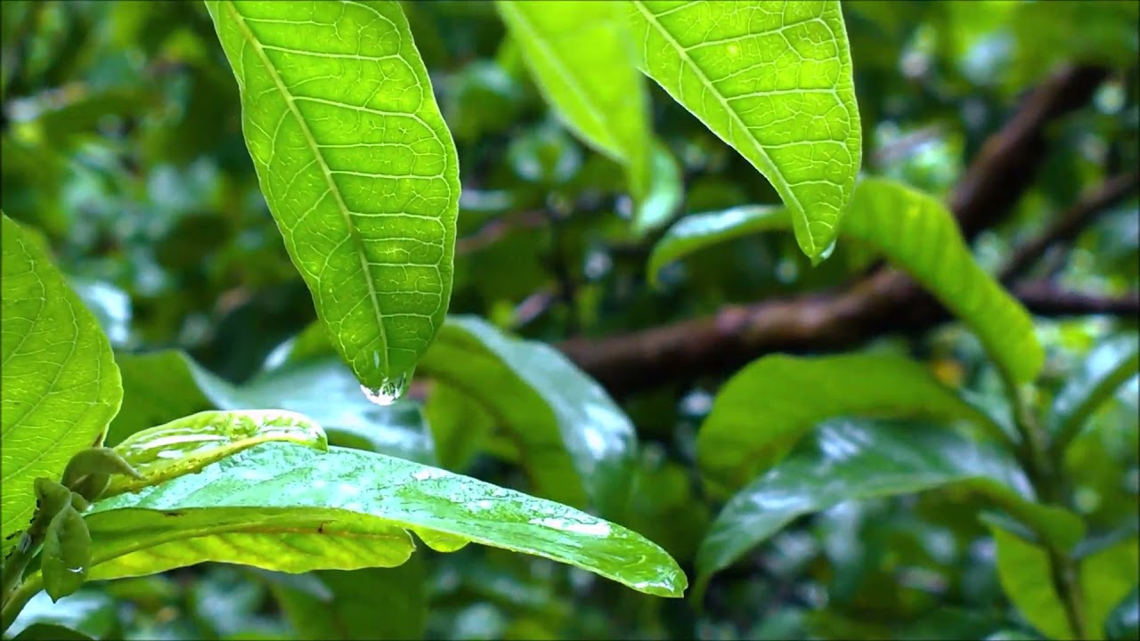 Chopin Waltz of the Rain-Шопен Вальс дождя,#pianist#pianomusic,классическаямузыка, классика, piano
