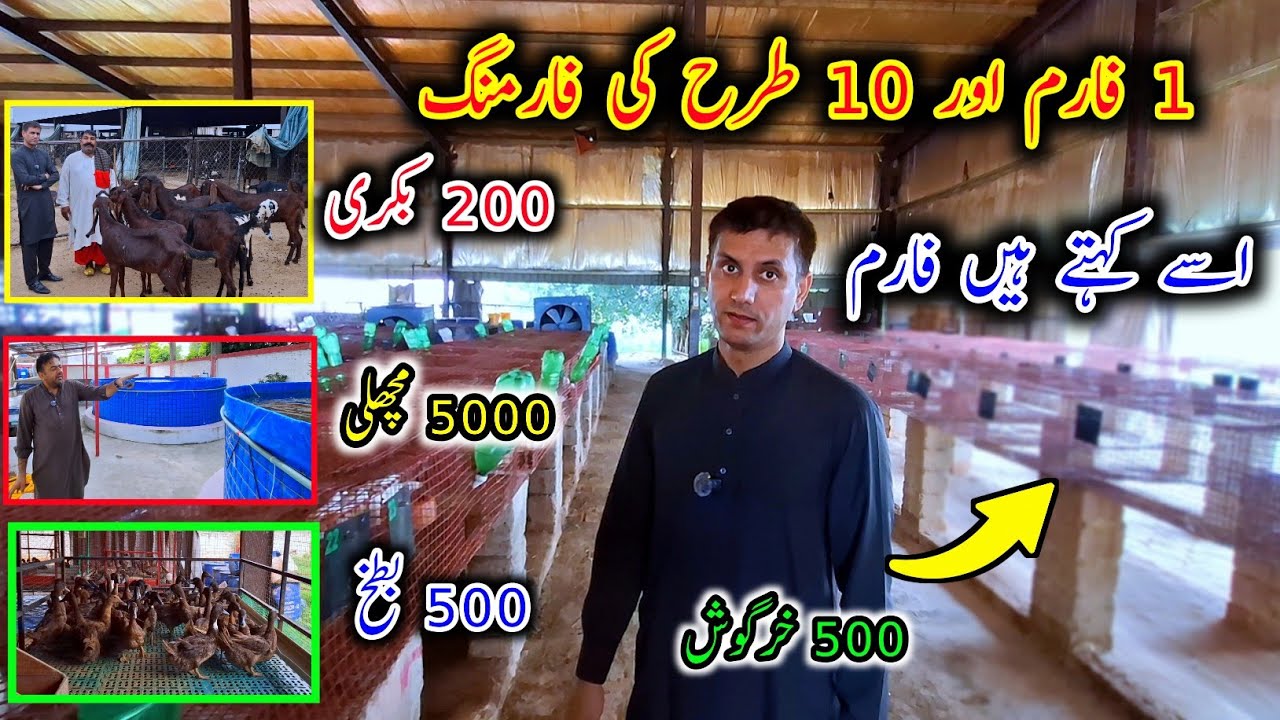 Pakistan's First Integrated Goat Farm- Goat Farming- Poultary Farming- Rabbit Farming-Goat Land Farm