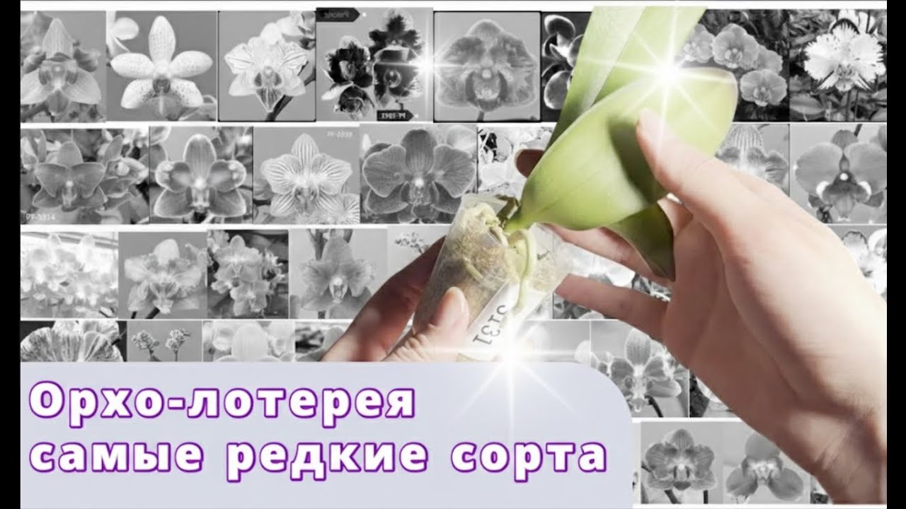 Что мне попалось? Распаковка орхидей-подростков 1.7 (лотерея Profarm)