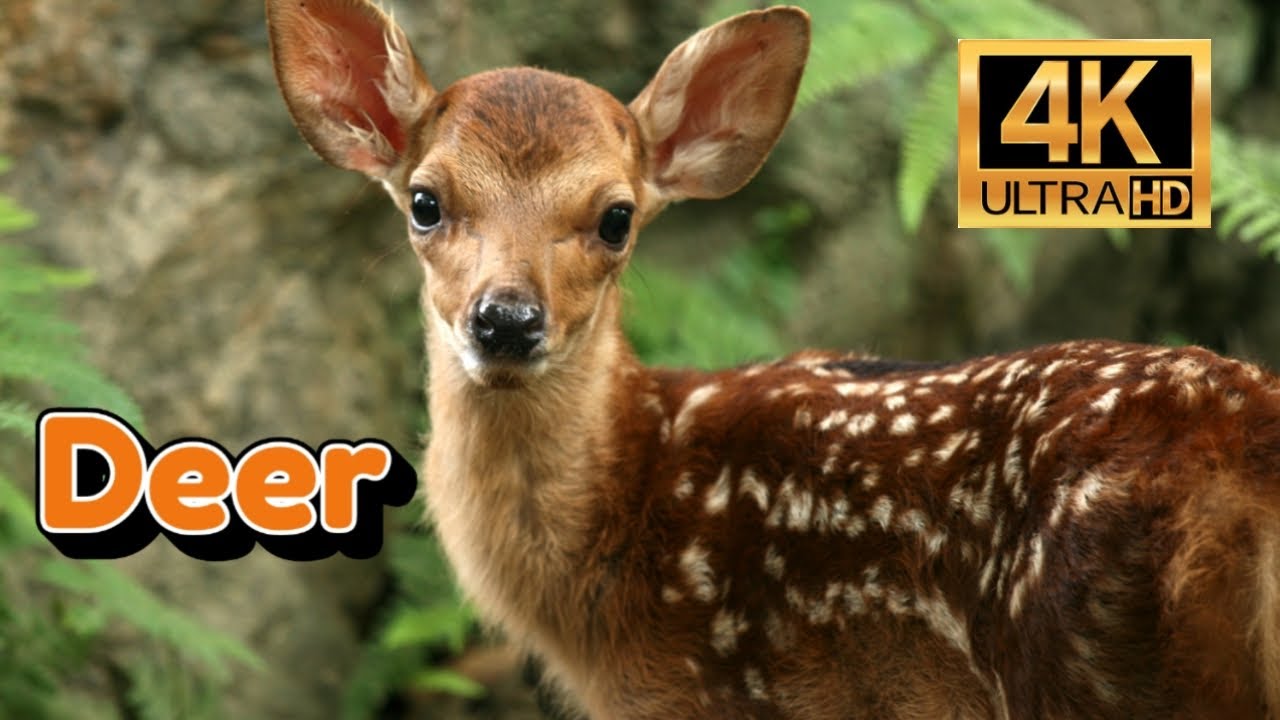 Deer 4K