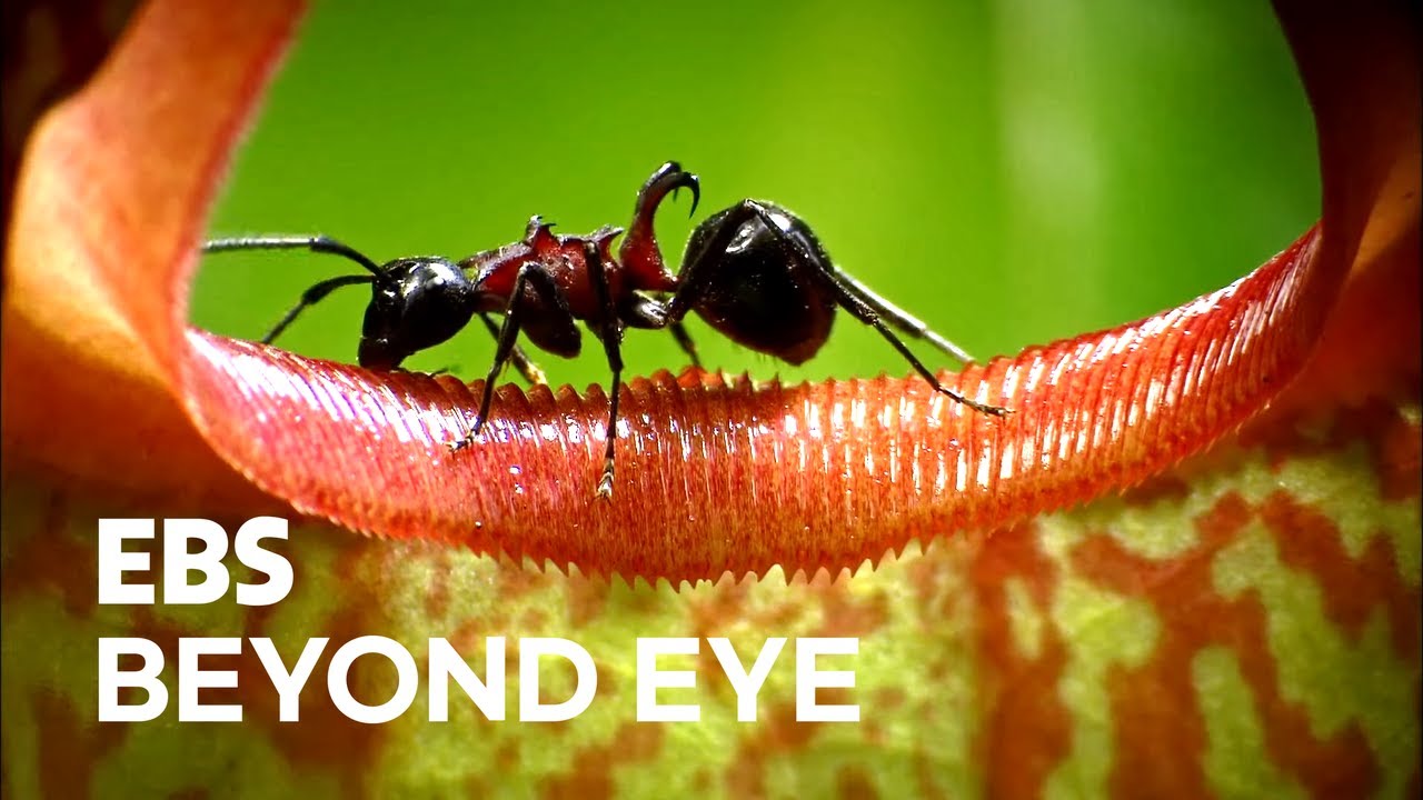 Ant is Trapped into the Nepenthes and Becomes Its Prey