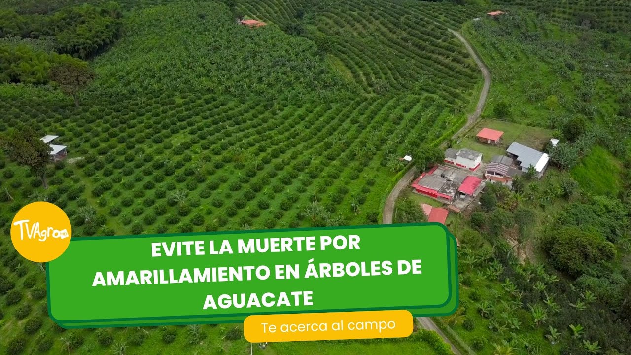Evite la muerte por amarillamiento en árboles de aguacate- TvAgro por Juan Gonzalo Angel Restrepo