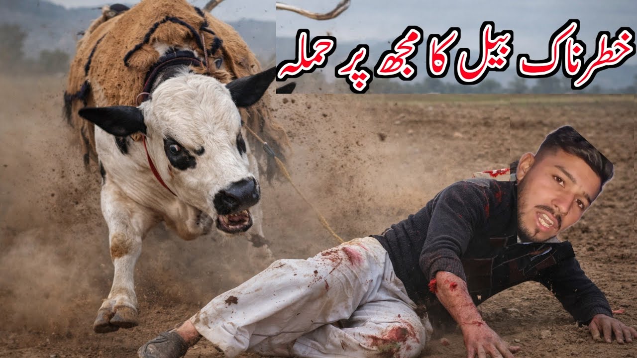 A dangerous bull attacked me| Village life in Mirpur Azad Kashmir|