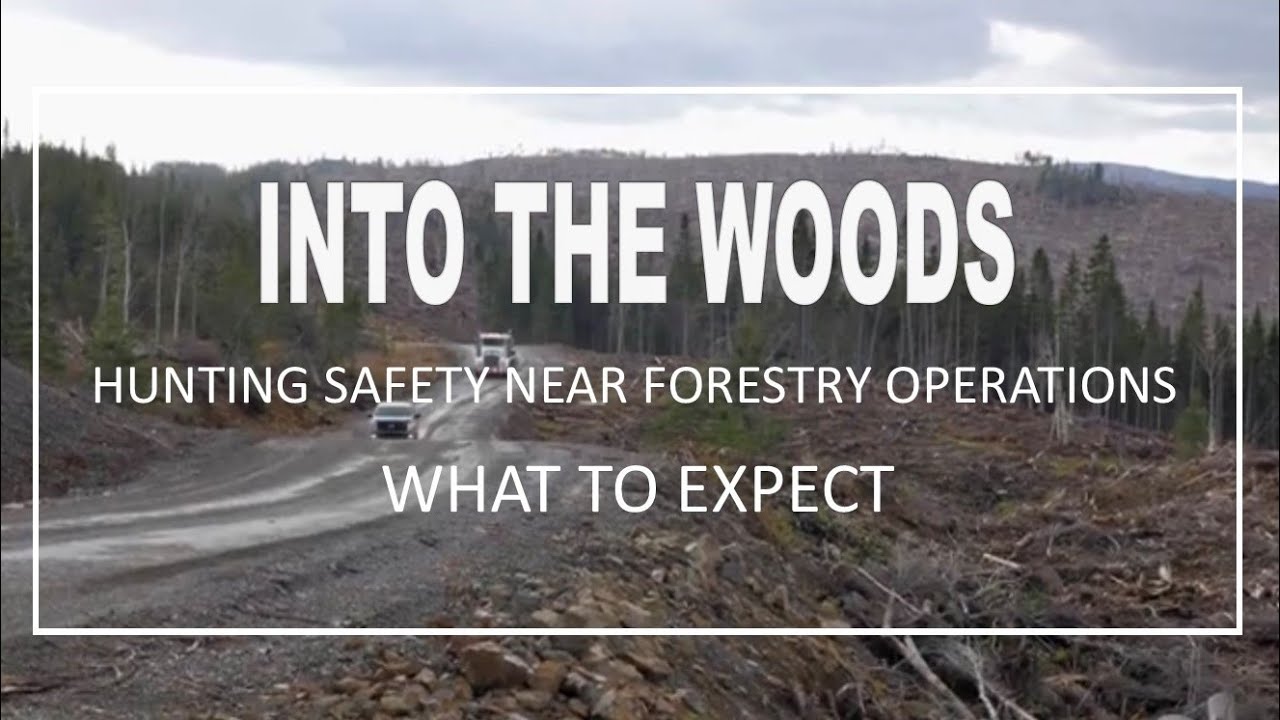 1. Hunting Near Forestry Operations - What to expect