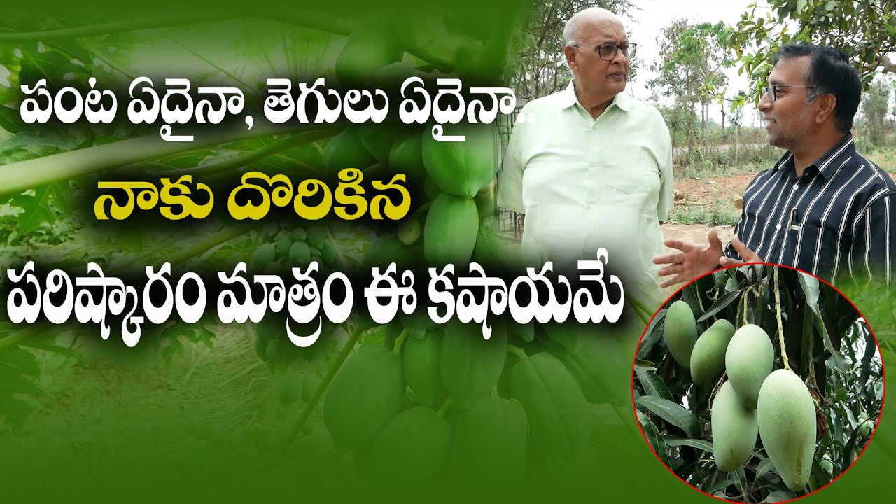 E102 |నిమటోడ్స్‌ ఉన్న ప్రతి మొక్కకు ఈ కషాయం వాడాను|Nematodes Prevention in Multi Crops| @GramaBazaar