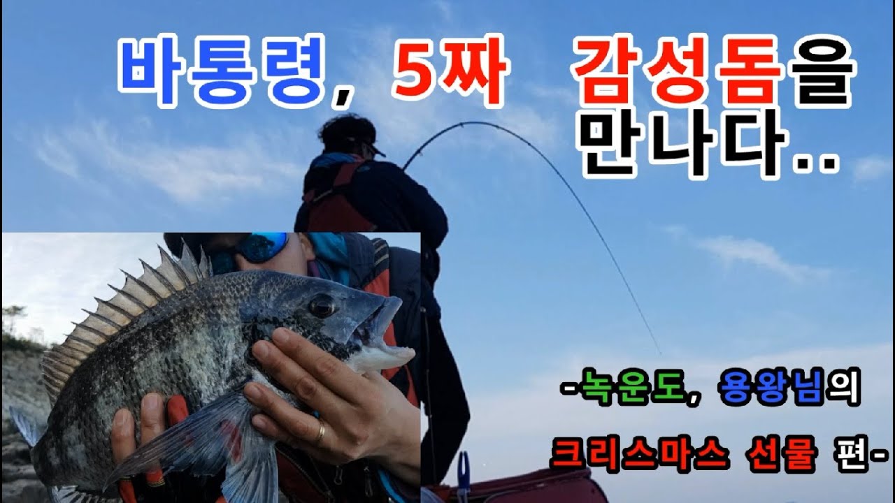 [바통령(영)]감성돔 낚시, 5짜 대물 감성돔
