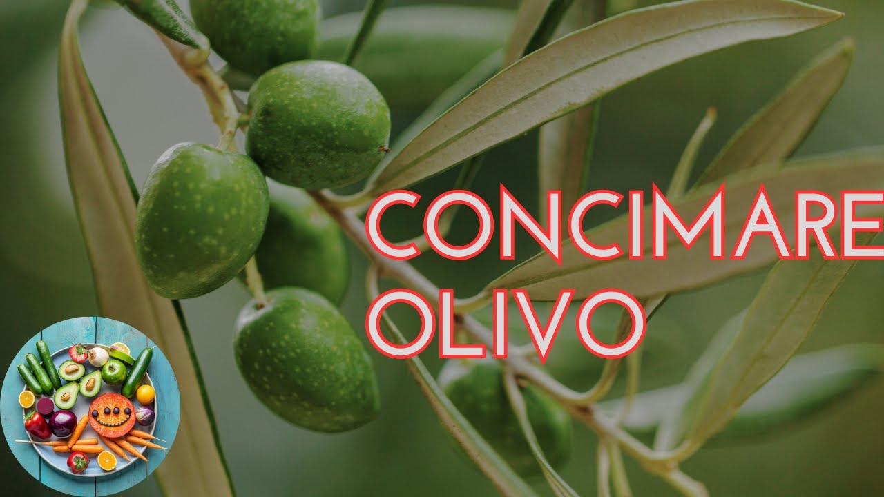 Concimare gli olivi, le fasi migliori e molto altro.