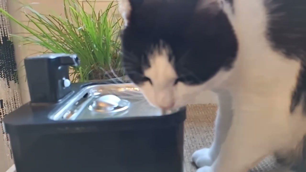 25.06.2025 - Romeo trinkt aus dem Brunnen (Zeitlupe)