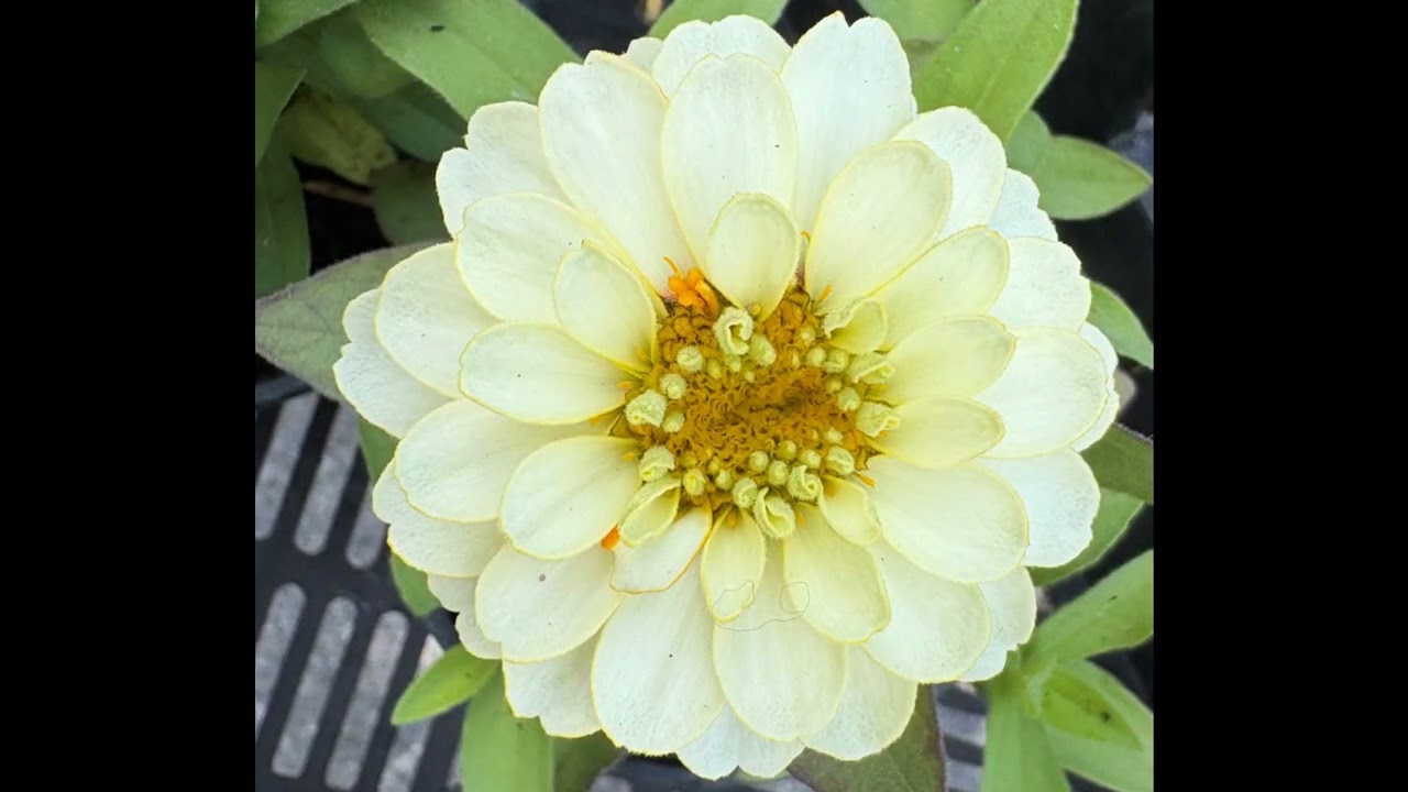 jolis coeurs 7