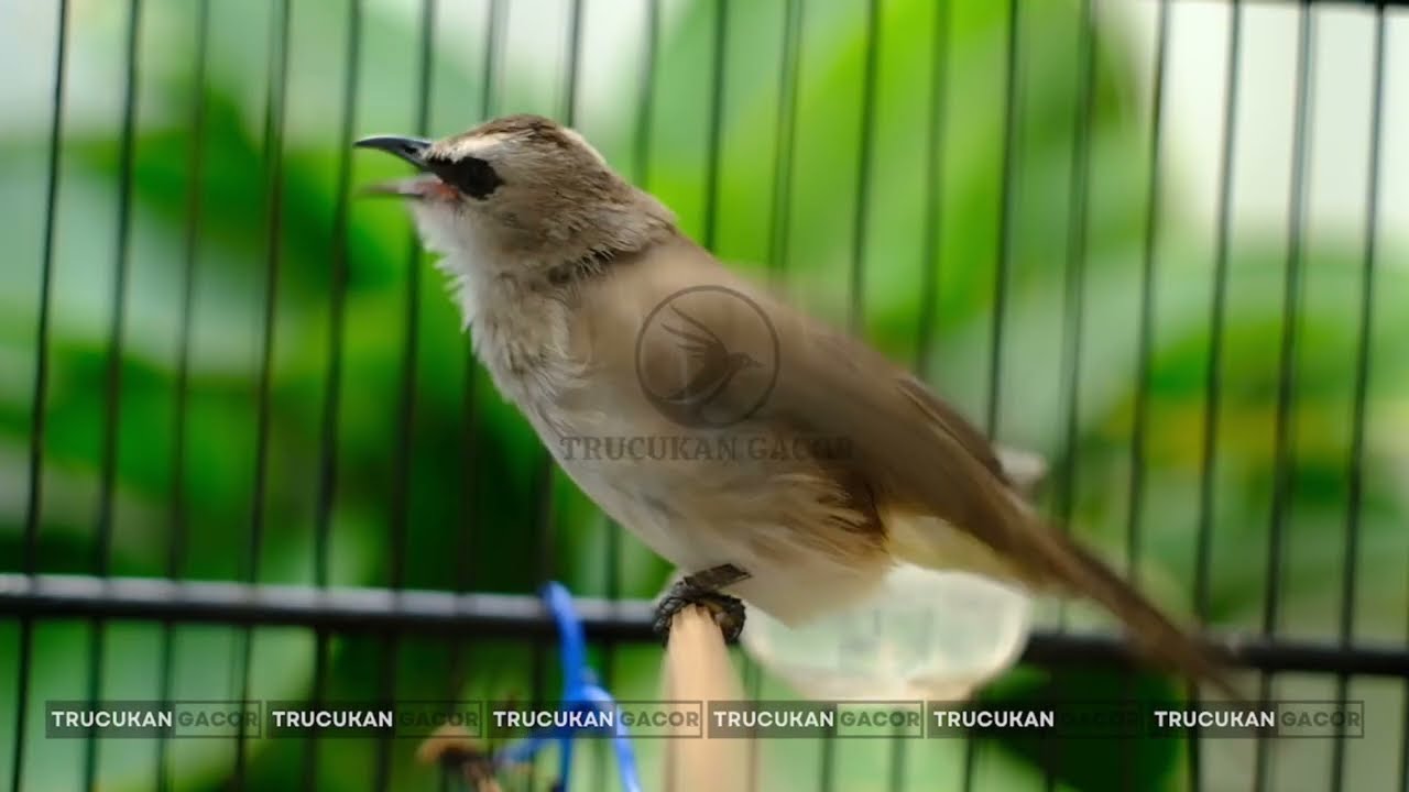 Masteran Trucukan Gacor ROPEL PANJANG Ampuh Untuk Pancingan Trucukan Agar Cepat Menaikkan GACOR