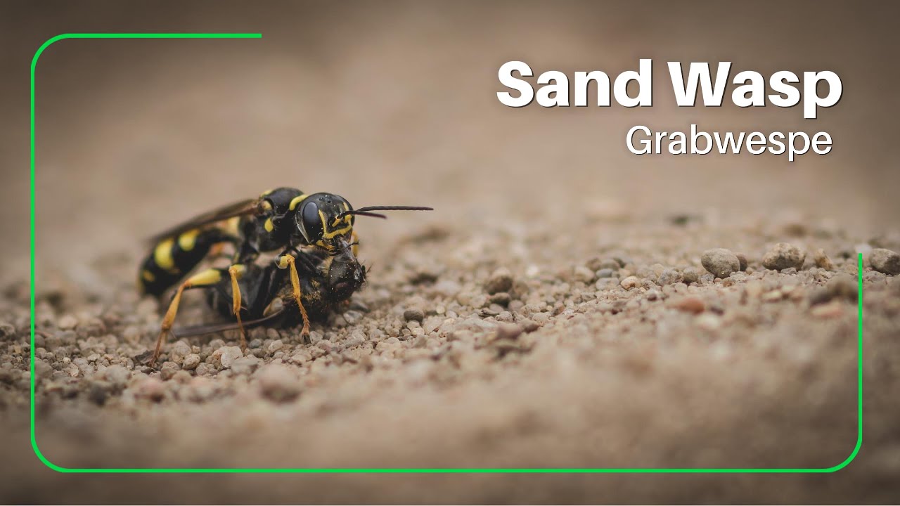 Sand Wasp / Grabwespen