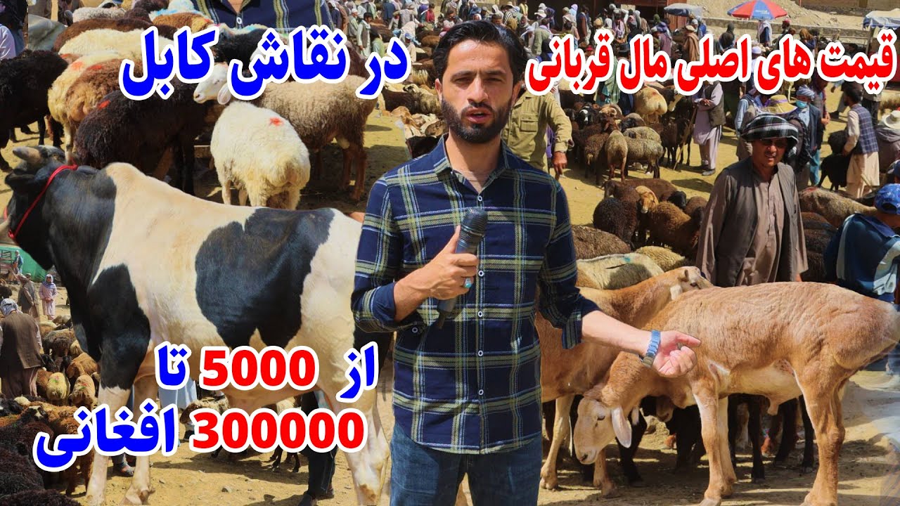 Naqash Kabul, Price of Animals, گزارش توحید،آمادگی قربانی،قیمت های مواشی، نقاش کابل، قیمت گاو گوسفند