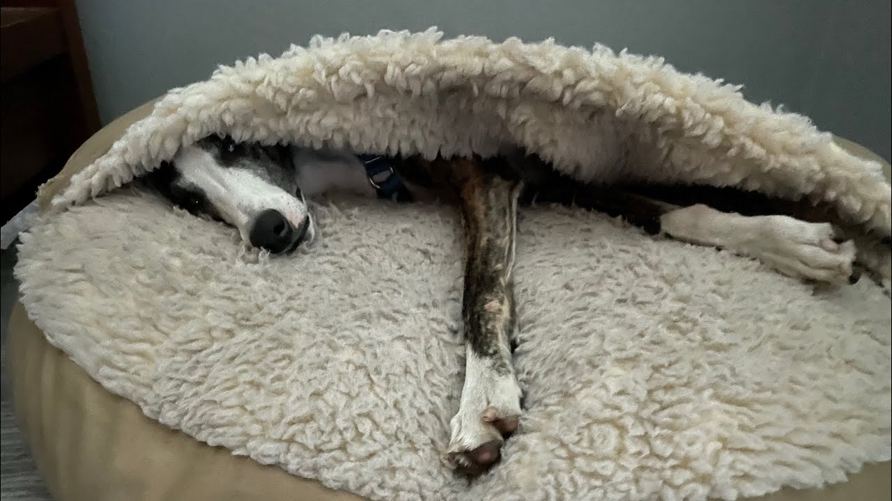 Speedy the Whippet: What on Earth is he doing?