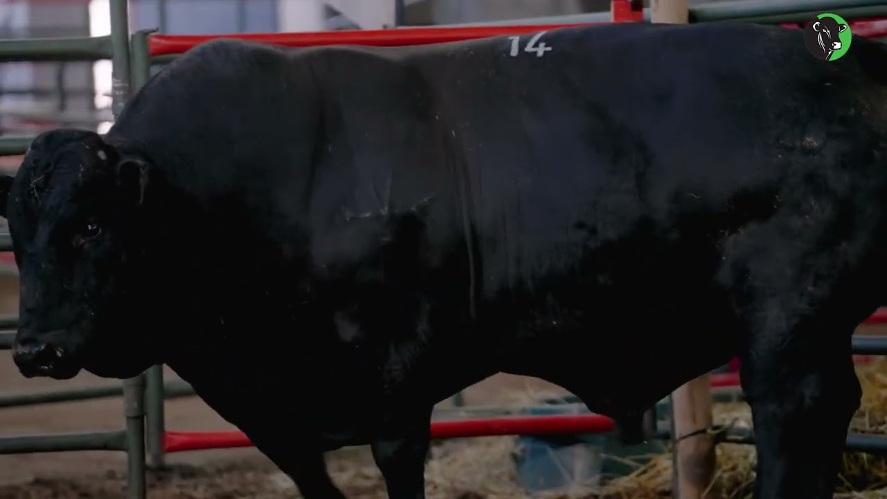 16   Functional efficiency – Example  Bull A Masculine, width, feet shape, neck, scrotum size