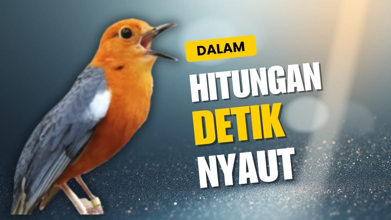 LANGSUNG NYAUT 10000 % ‼️ ANIS MERAH MACET BUNYI JIKA DENGAR SUARA INI PASTI NYAUT LANJUT GACOR | 56