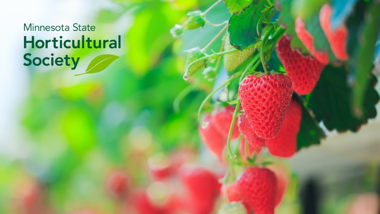 Growing Day-Neutral Strawberries