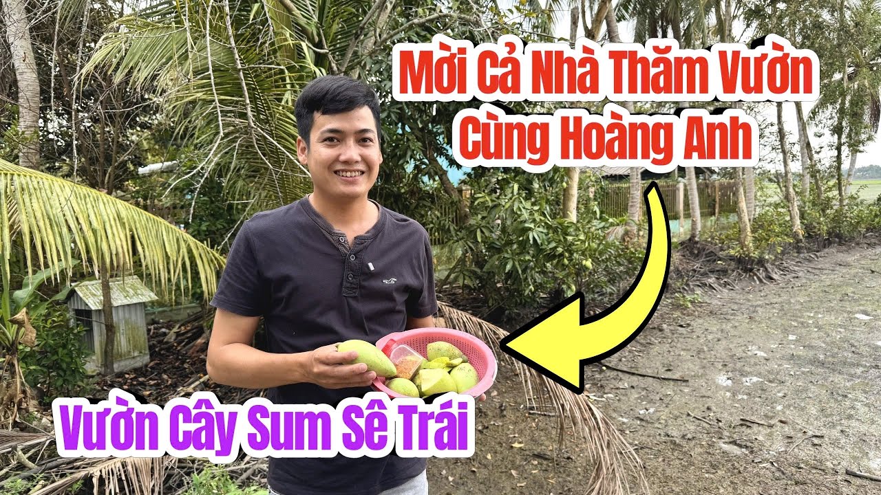 Mời cả nhà thăm Vườn Cây Sum Sê Trái cùng Hoàng Anh