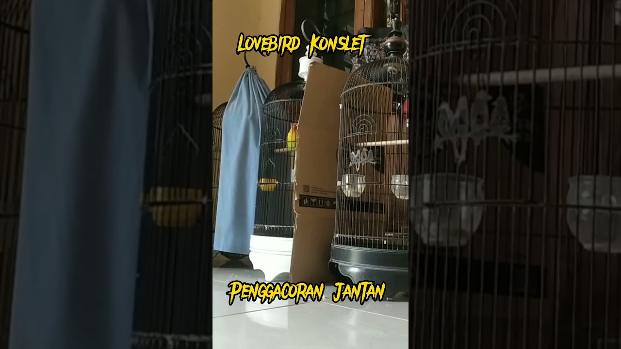 Proses penggacoran lovebird jantan #shorts