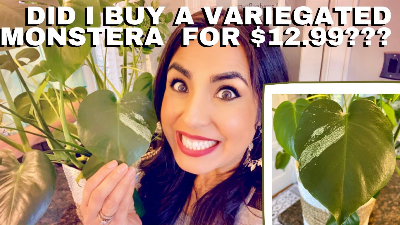 Did I buy a Variegated Monstera for only $12.99?!!😆🥳🤔