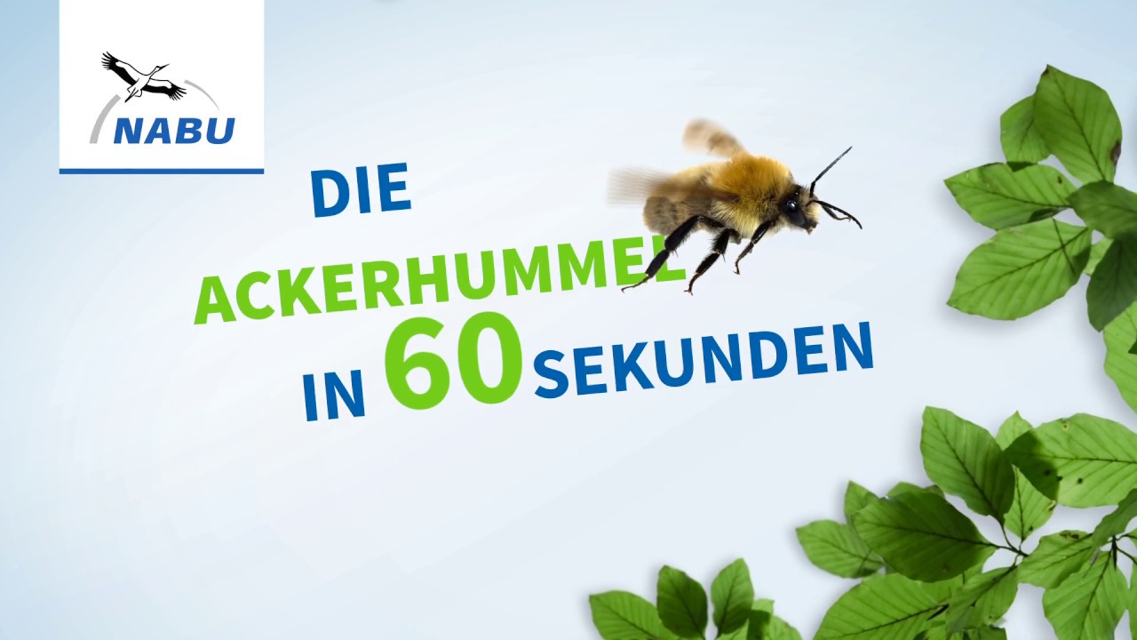 Die Ackerhummel in 60 Sekunden