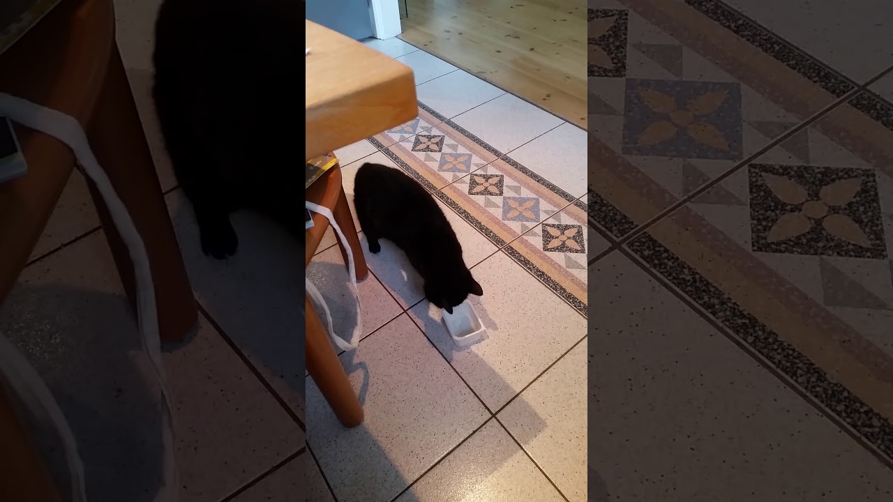 Diva beim Frühstück wenn man ans Leckere nicht rankommt