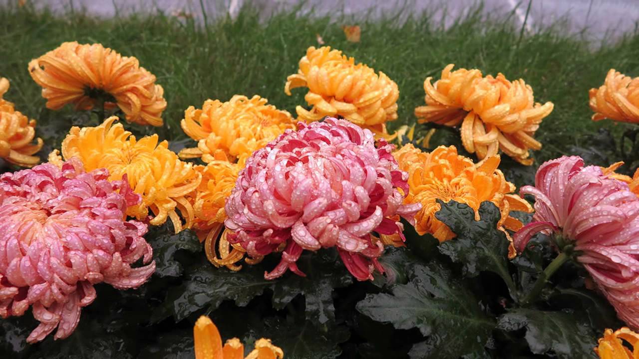 ÎN TOAMNA VIEȚII...