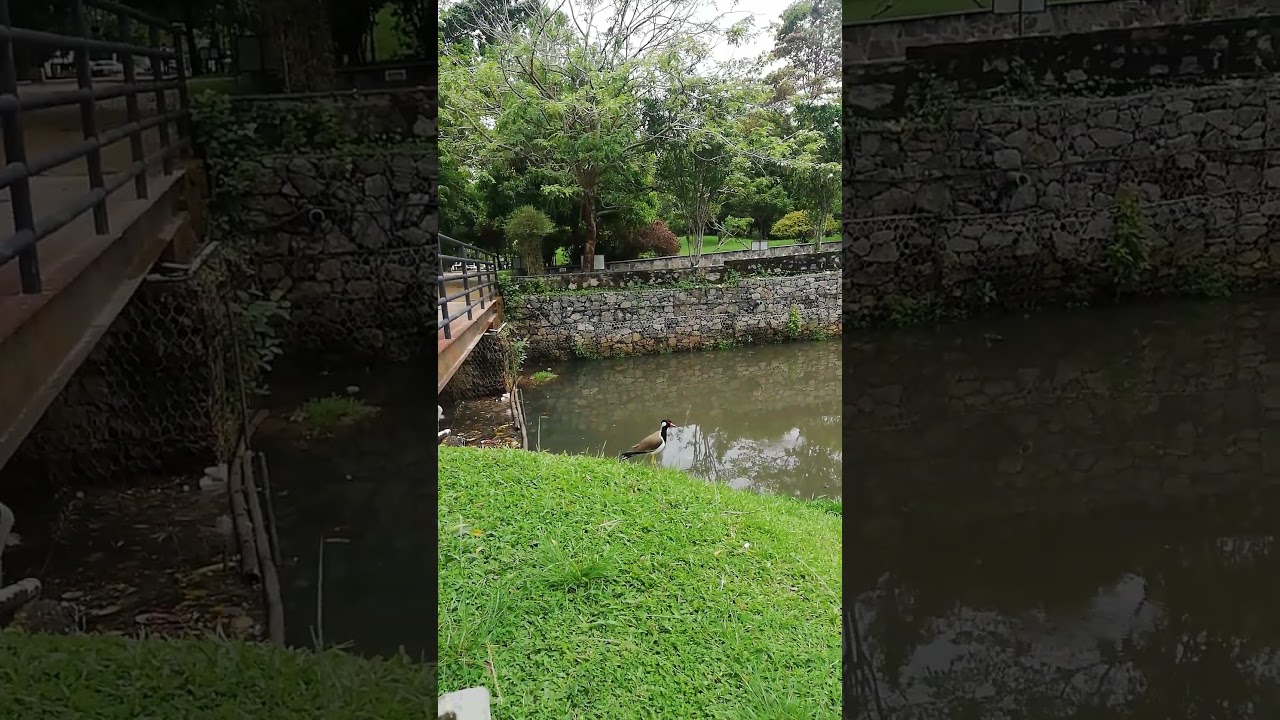 wetland birds😍😛 #wetland #wetlandbirds #shorts # 