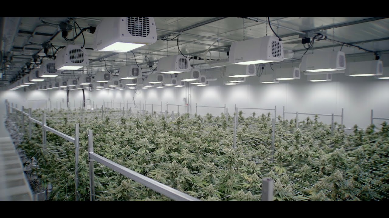 Heliospectra - Large Scale Indoor Cannabis Cultivation at Revolutionary Clinics.