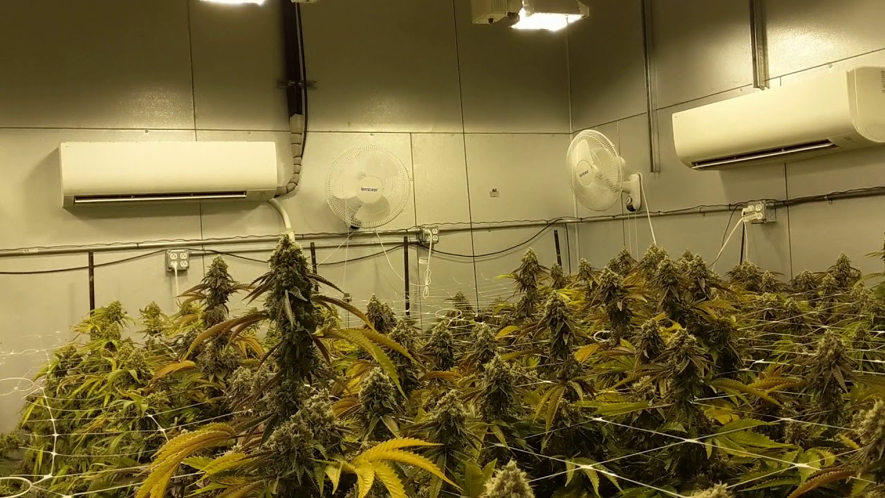 One of our Maine Cannabis flower rooms