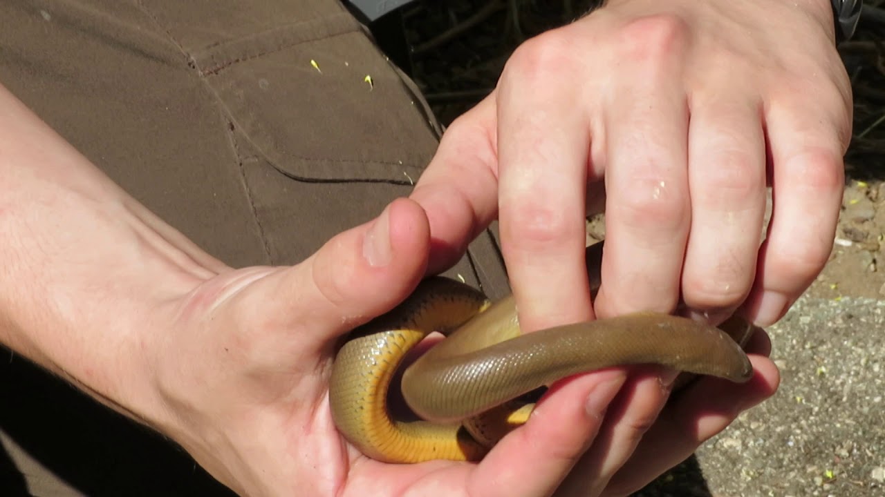Finding Rubber Boas With Steven Part 1 / Brian Gundy