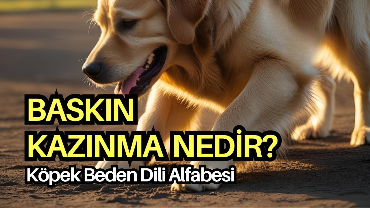 Yeni Harf | Köpek Beden Dili Alfabesi | Baskın Kazınma | Ne Cevap Verilir? #köpekadam #çağrıaracı