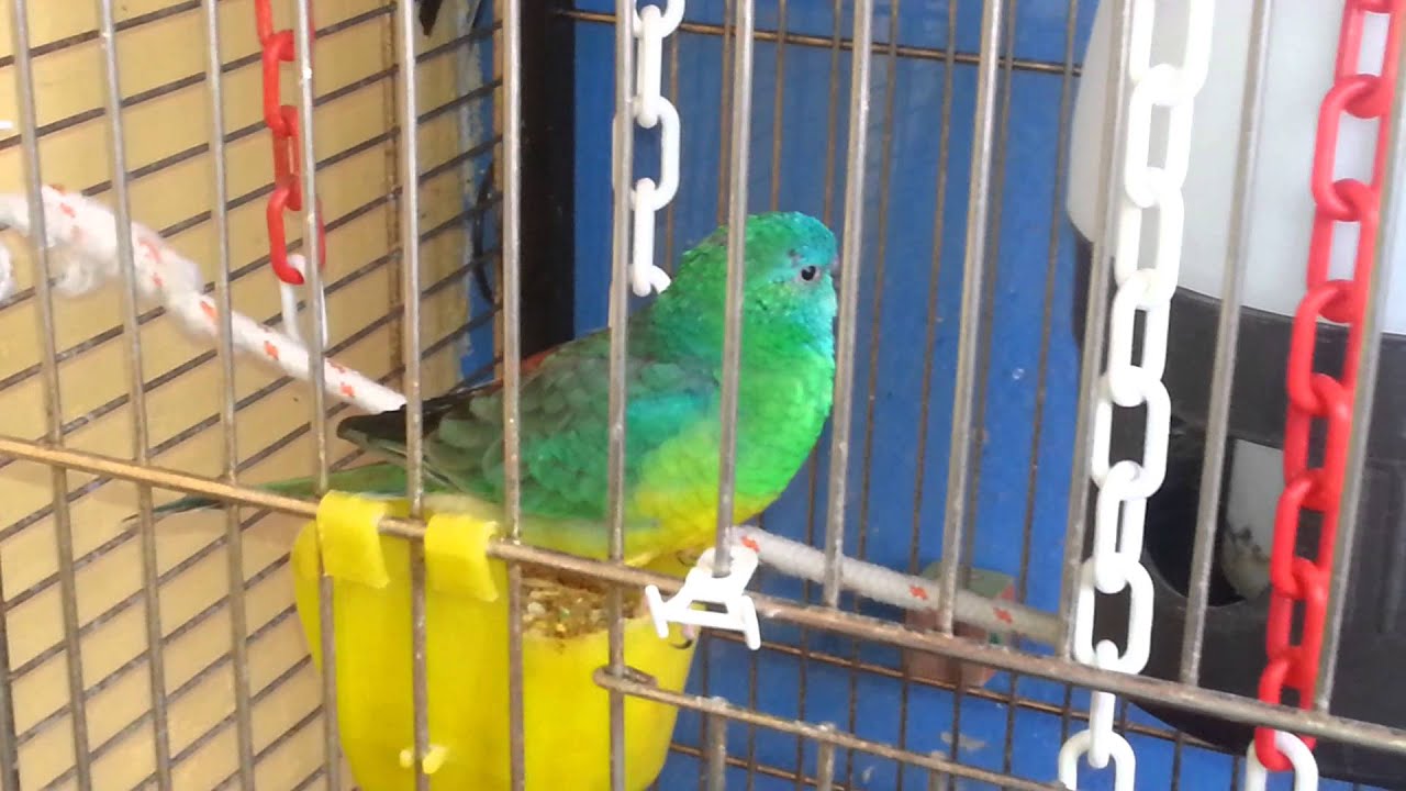 Świergotka Seledynowa (Psephotus Heamatonotus)