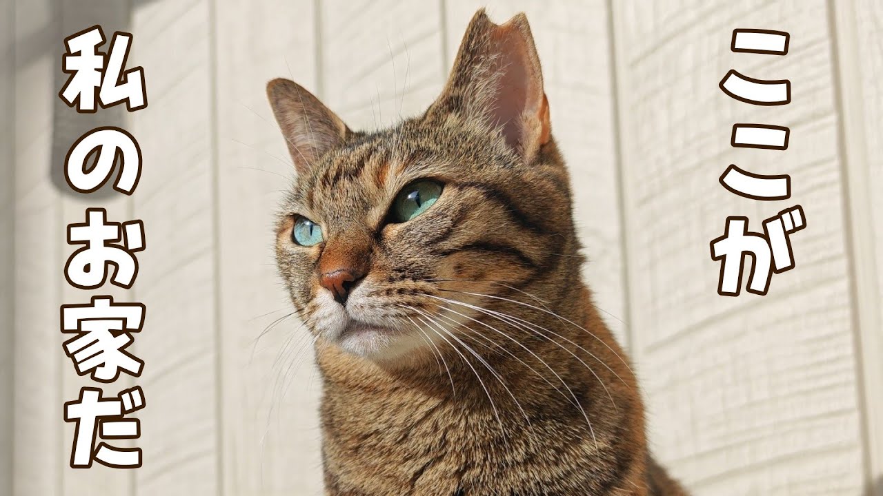 元野良猫たちの安住のお家｜二日酔いのパパに寄り添う猫