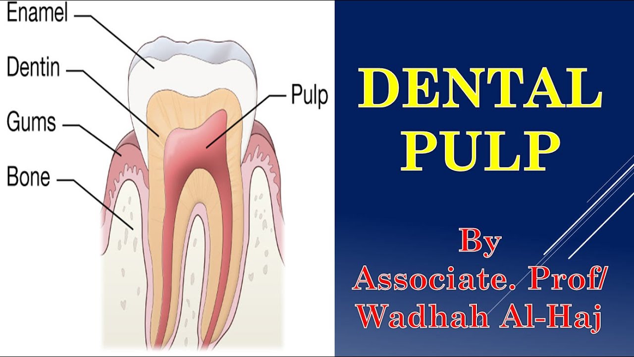 4- Pulp – Dr Wadhah Oral Histology lectures. د/ وضاح الحاج