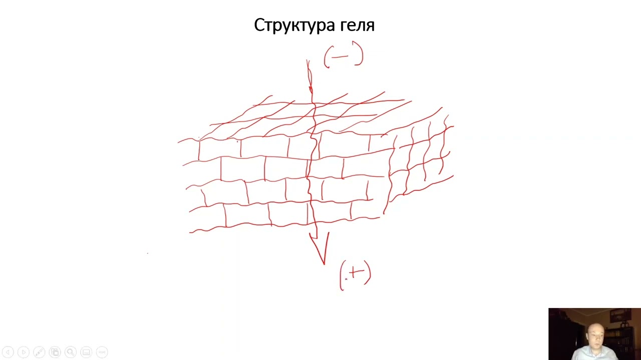 Электрофорез белков в денатурирующих условиях. Приготовление геля. Проведение и анализ. Теория.