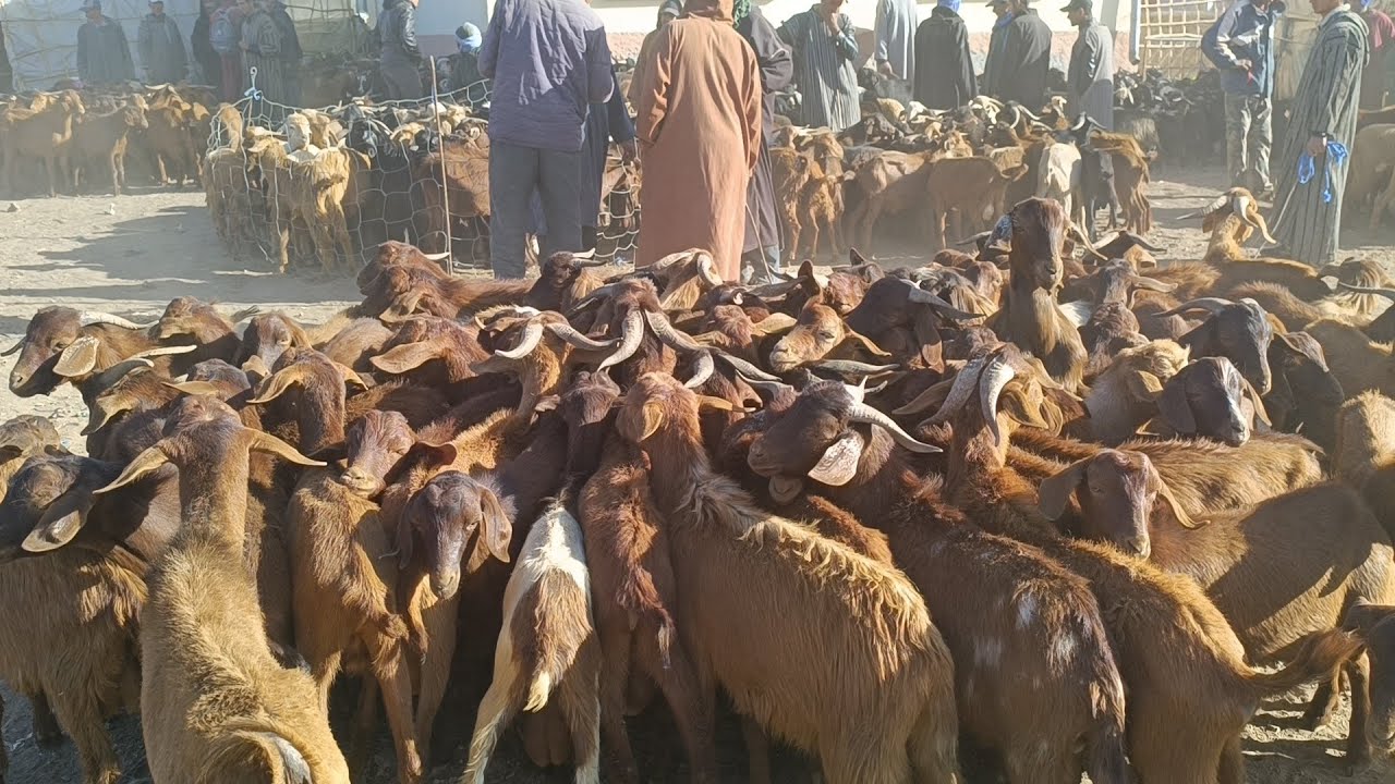 أثمنة الماعز جدي جدية ومعزات والدات بسوق السبت أكلموس بتاريخ 13/04/2024فرجة ممتعة