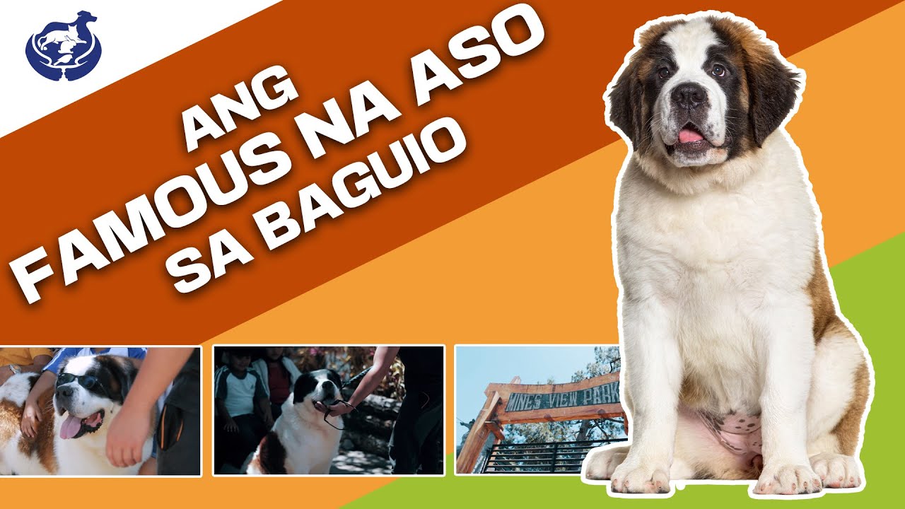 ANG FAMOUS NA ASO SA BAGUIO