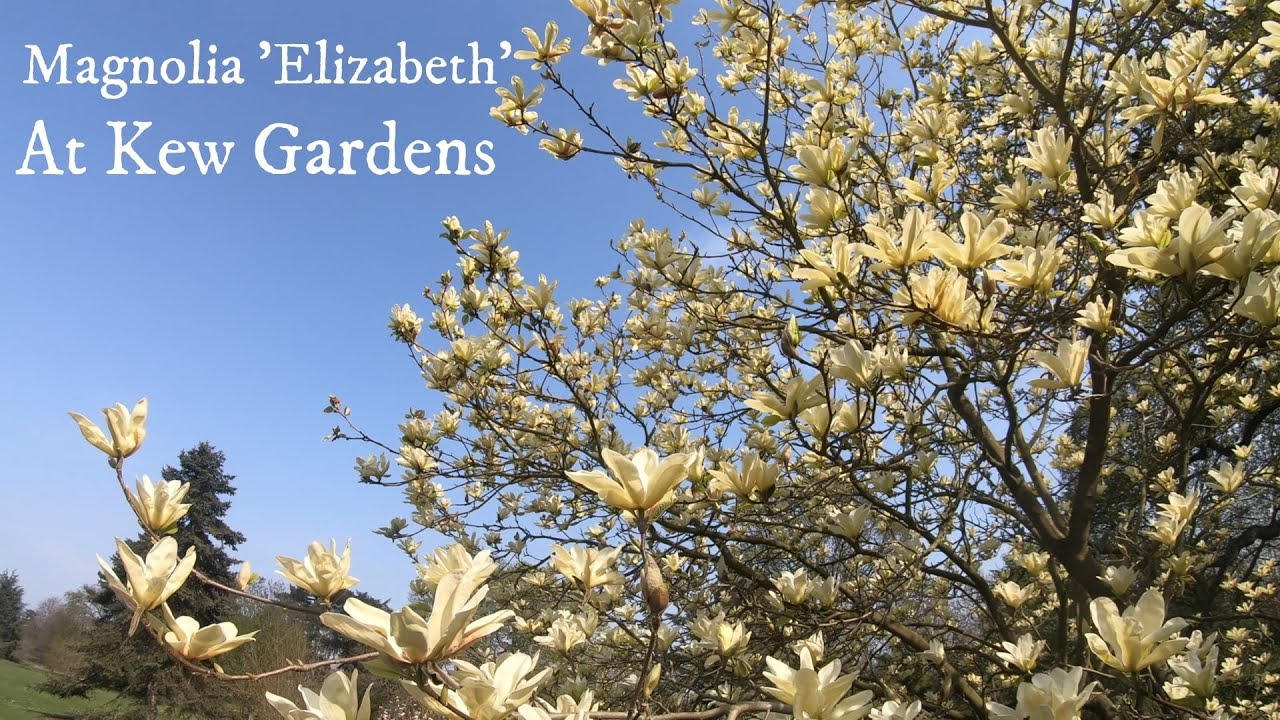 Yellow Magnolias at Kew Gardens (4K)