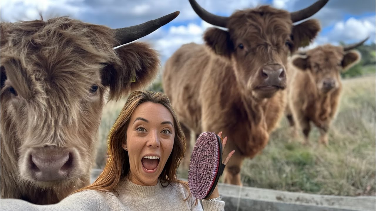 Огромное достижение для The Highland Cows! 🐮