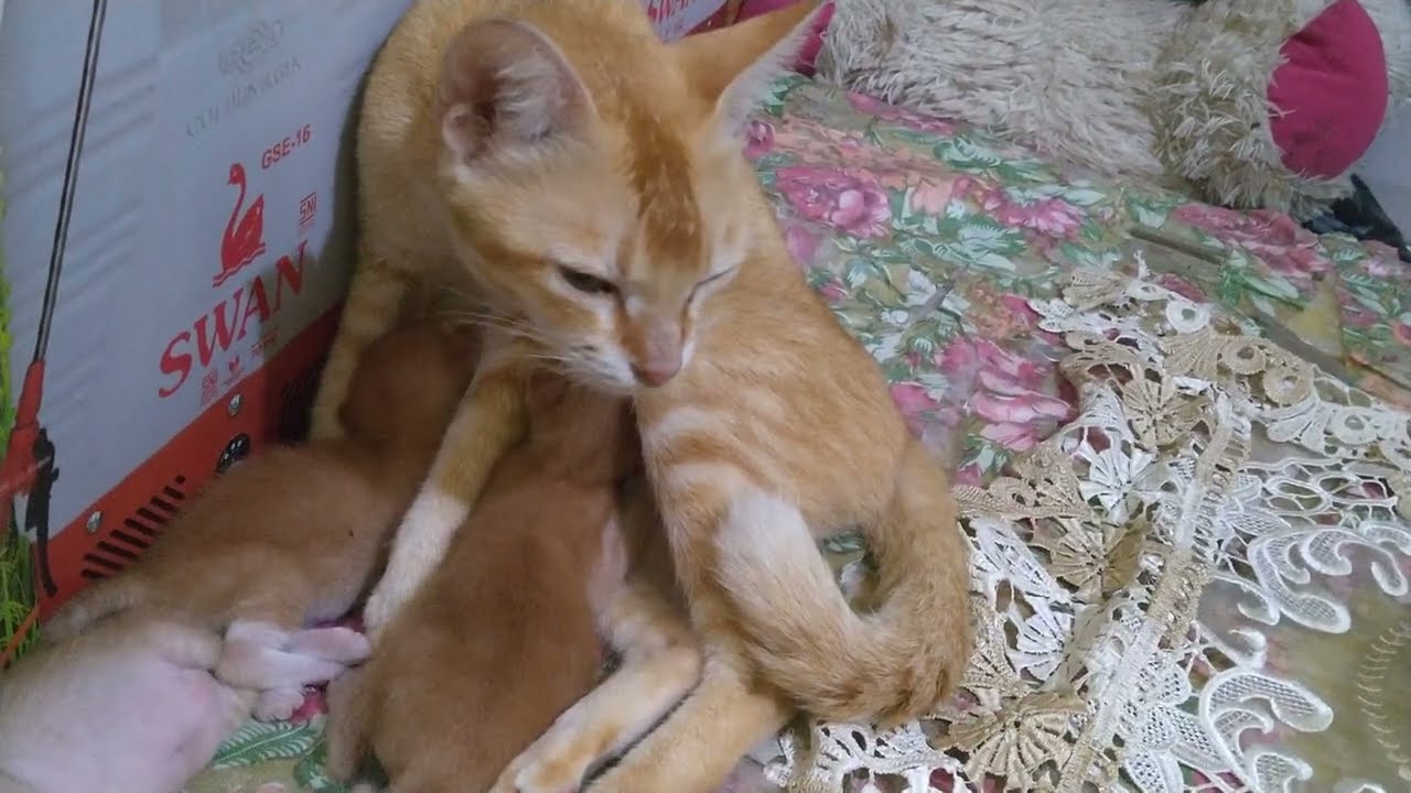 The mother cat starts nursing her kittens wile sitting.(Ibu menyusui duduk) #cat #cute #funny #fyp