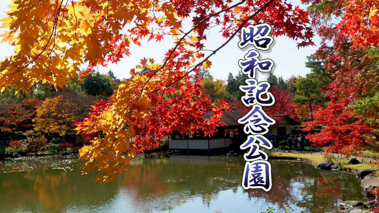 TOKYO【Autumn colors】Showa Kinen Park 2019.昭和記念公園 #4K