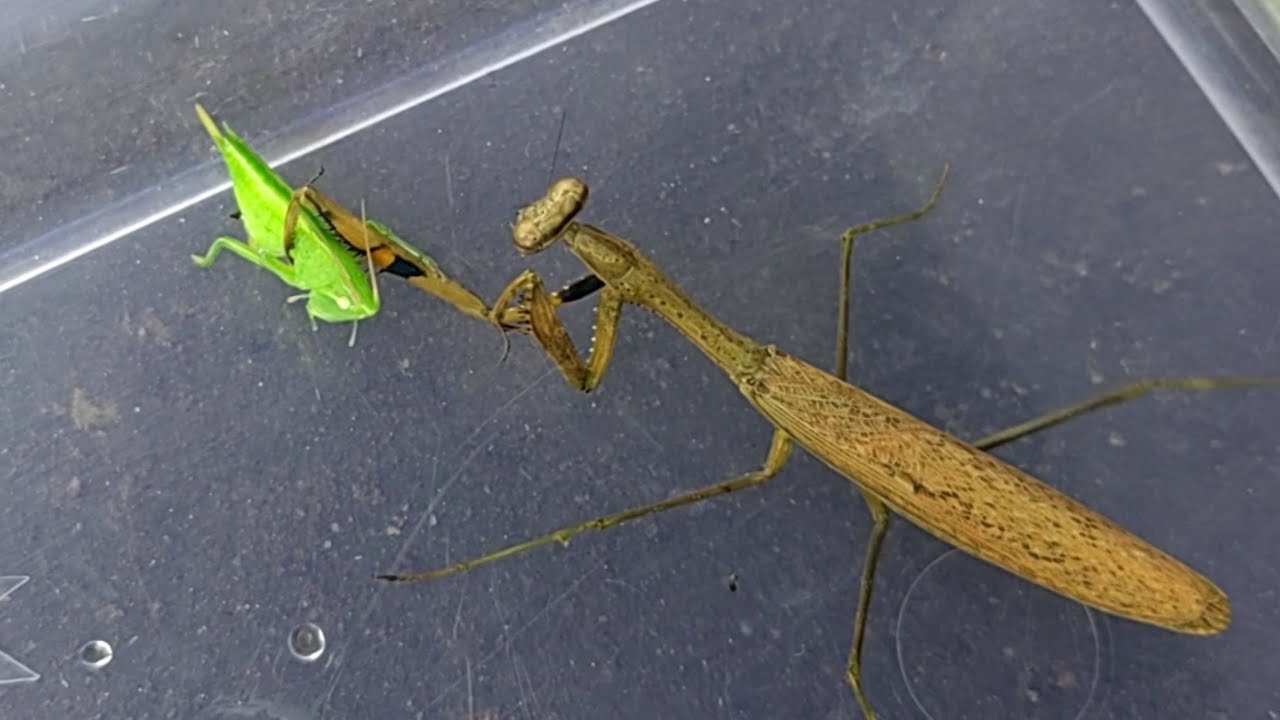 take a look!!! Praying mantis eating a whole locust